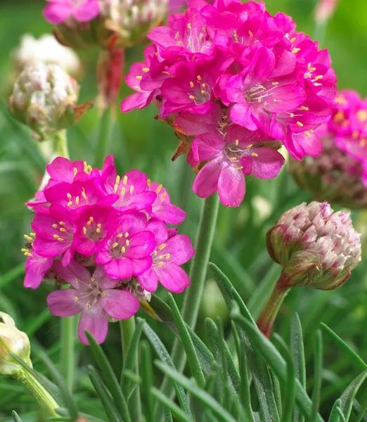 Armeria maritima 'Abbey Deep Rose'